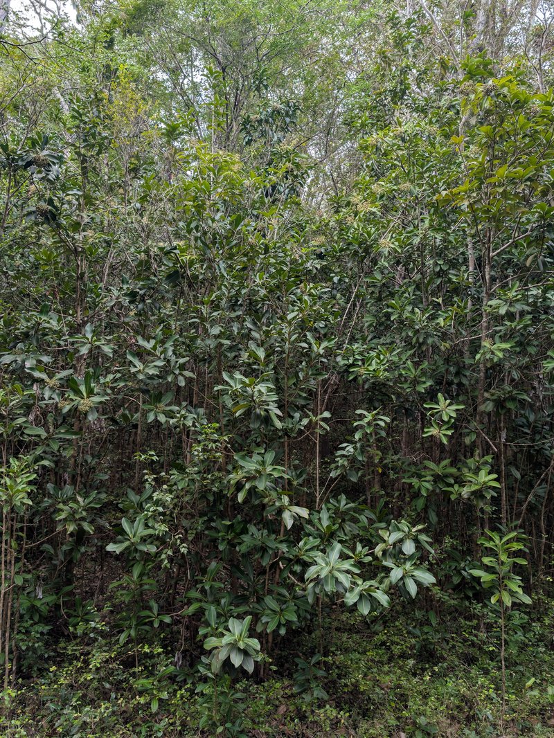 Guadeloupe Marlberry