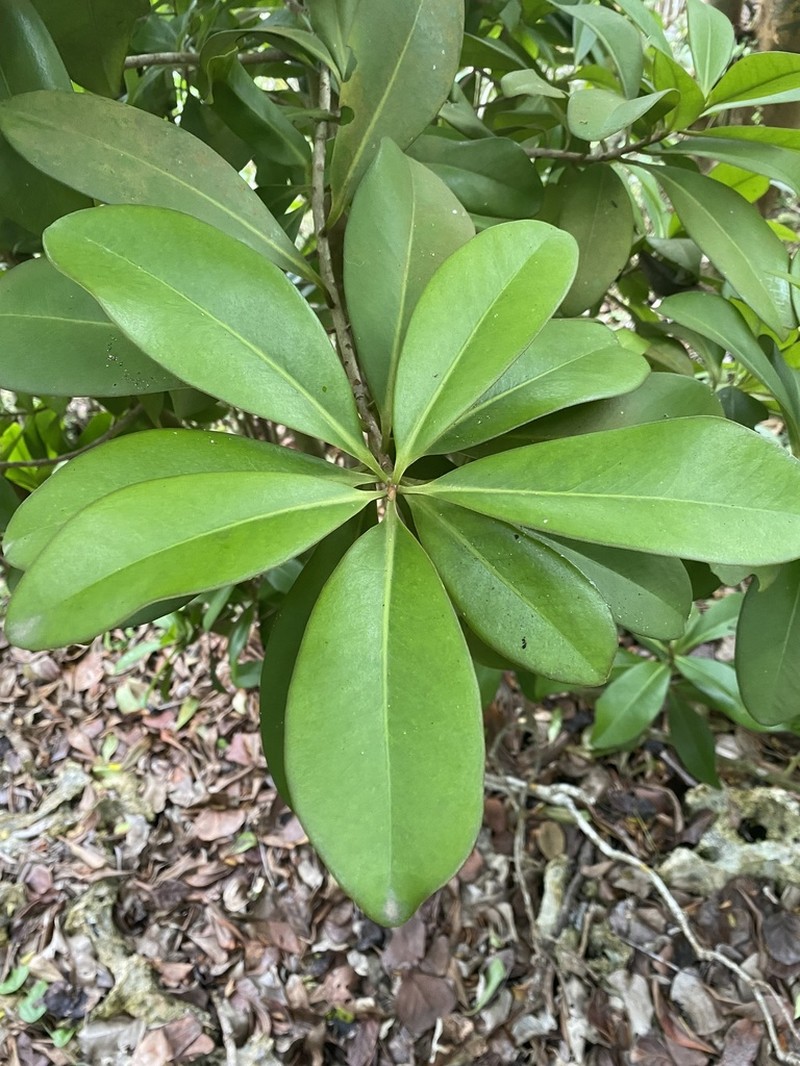 Guadeloupe Marlberry