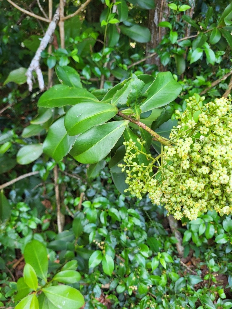 Guadeloupe Marlberry photo 2