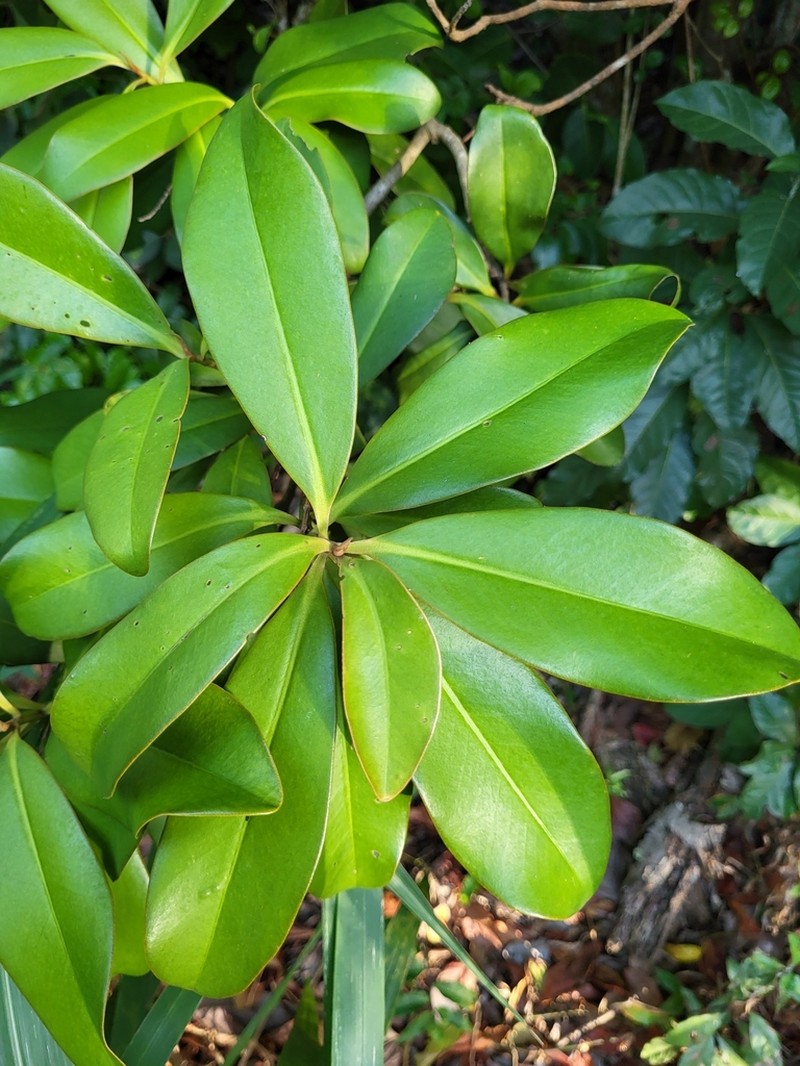 Guadeloupe Marlberry photo 3
