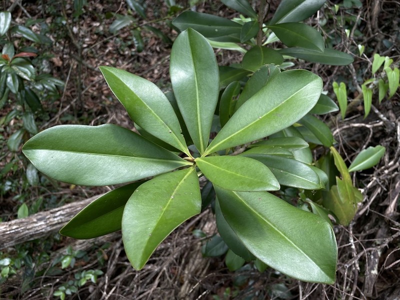 Guadeloupe Marlberry photo 5