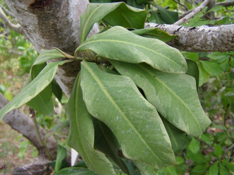Guadeloupe Marlberry photo 6