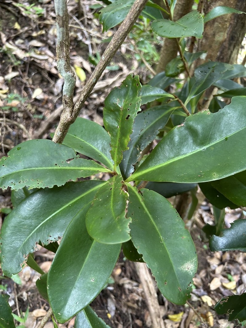 Guadeloupe Marlberry photo 7