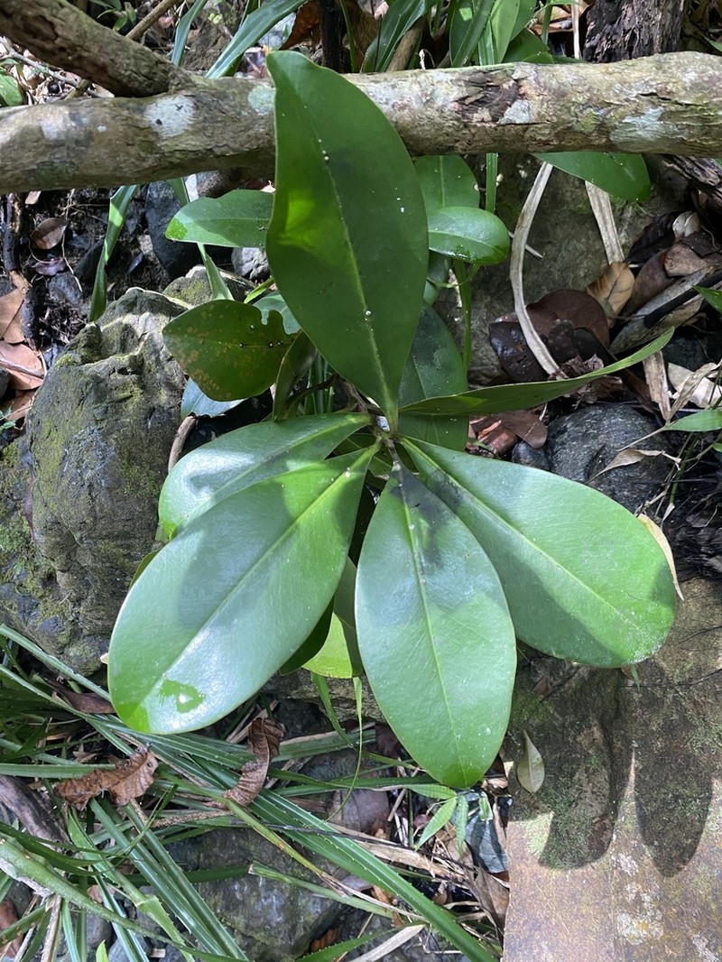 Guadeloupe Marlberry photo 8
