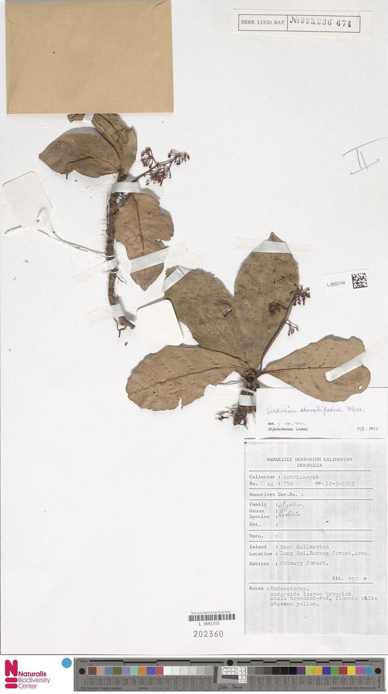Ardisia obovatifolia