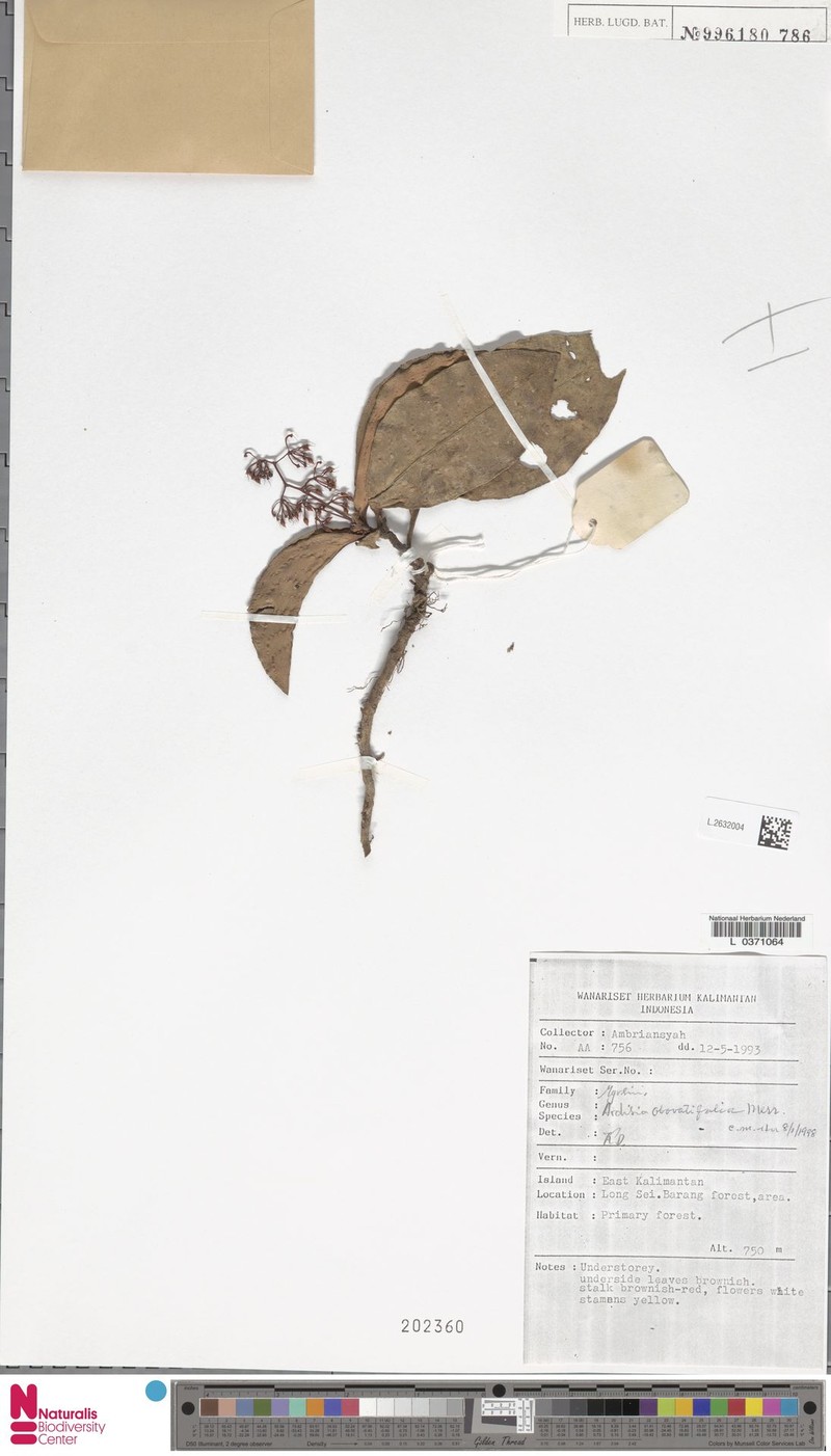 Ardisia obovatifolia photo 2