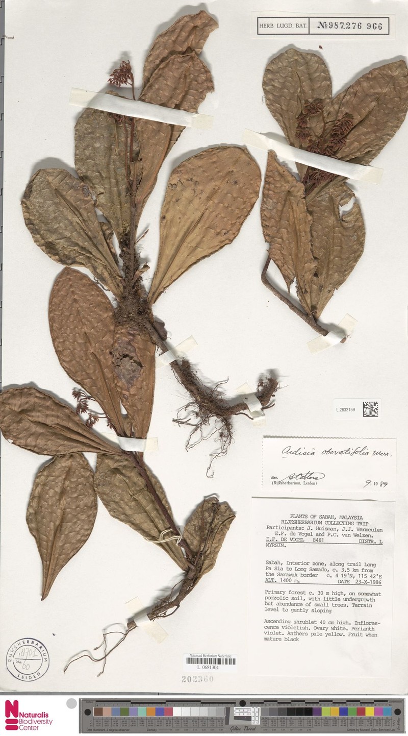 Ardisia obovatifolia photo 3