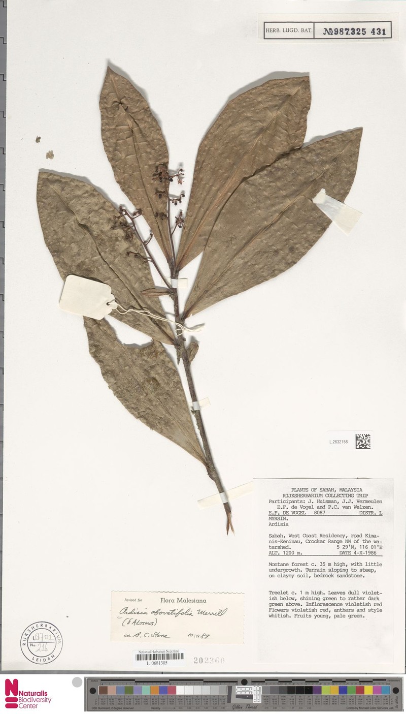 Ardisia obovatifolia photo 4