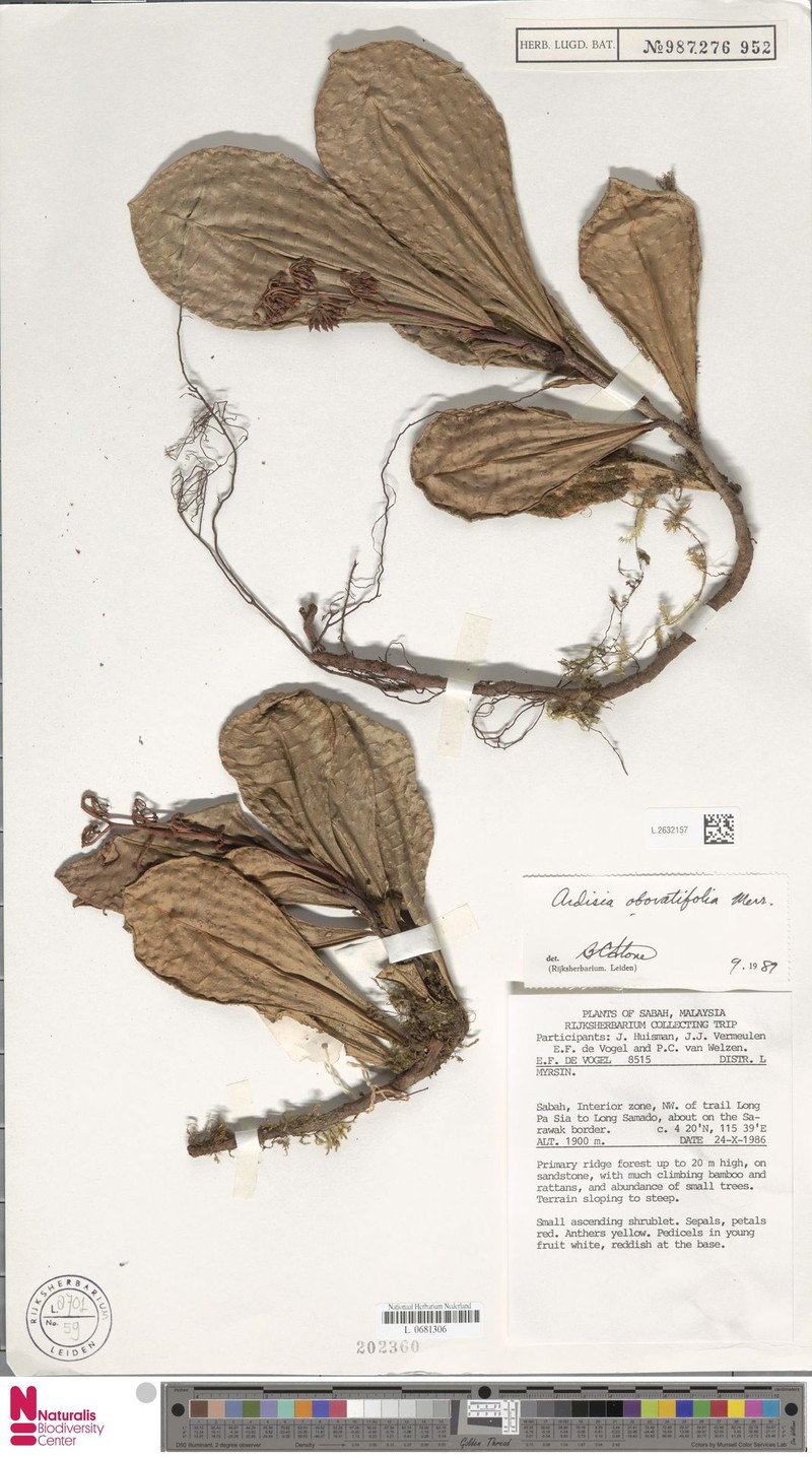 Ardisia obovatifolia photo 5