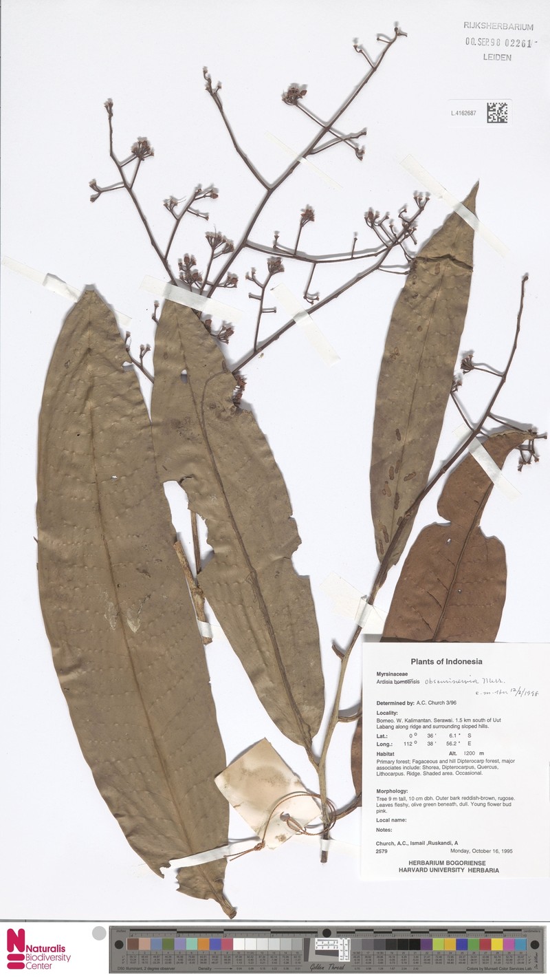 Ardisia obscurinervia