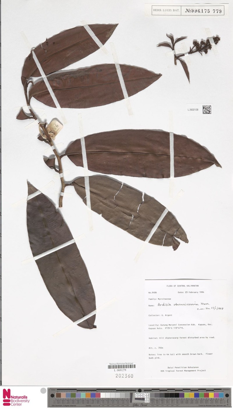 Ardisia obscurinervia photo 2
