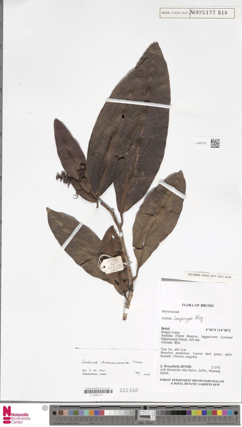 Ardisia obscurinervia photo 3