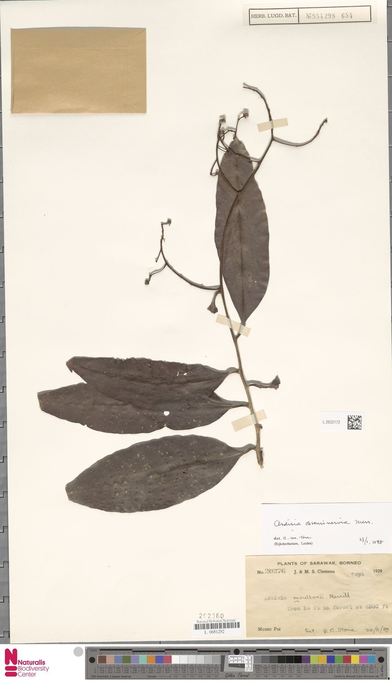 Ardisia obscurinervia photo 4