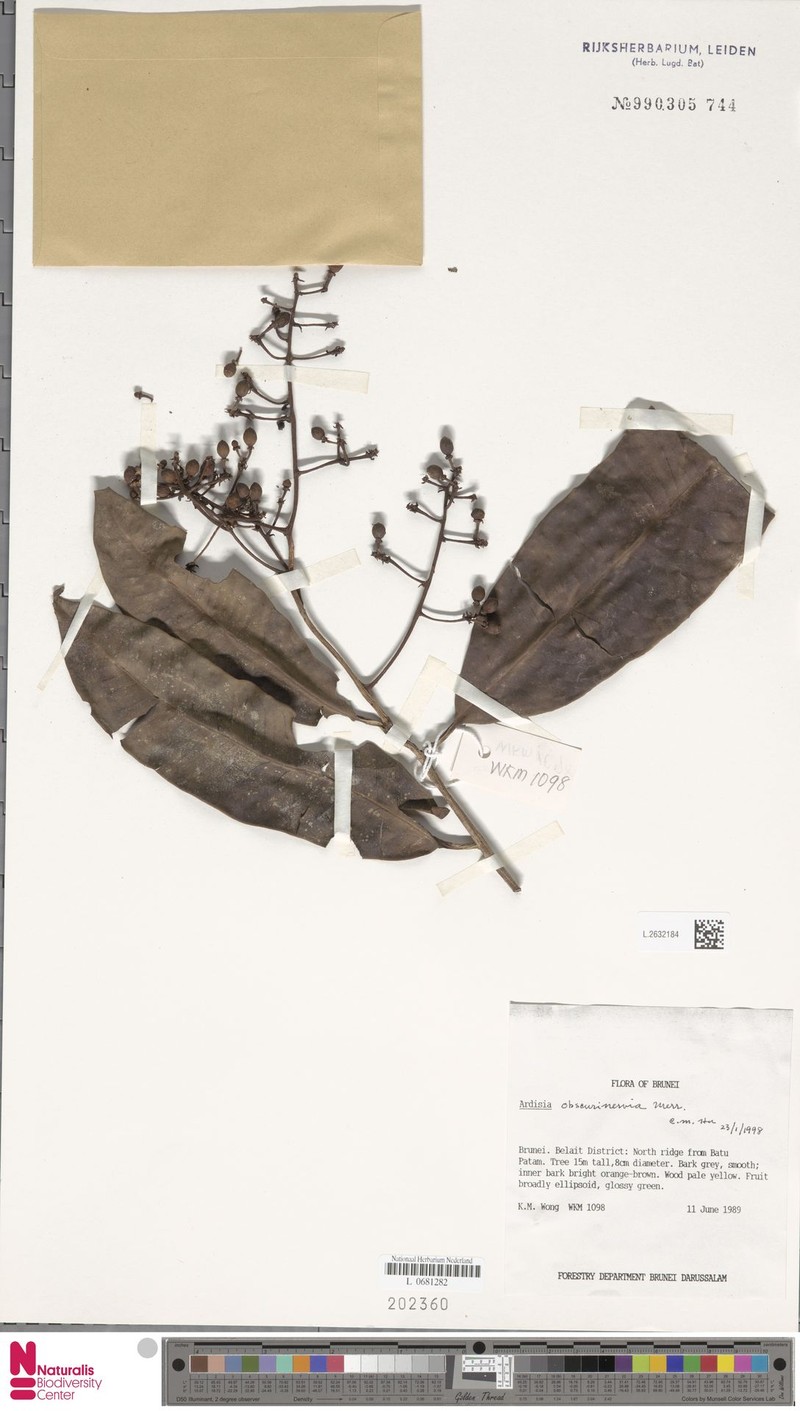 Ardisia obscurinervia photo 6