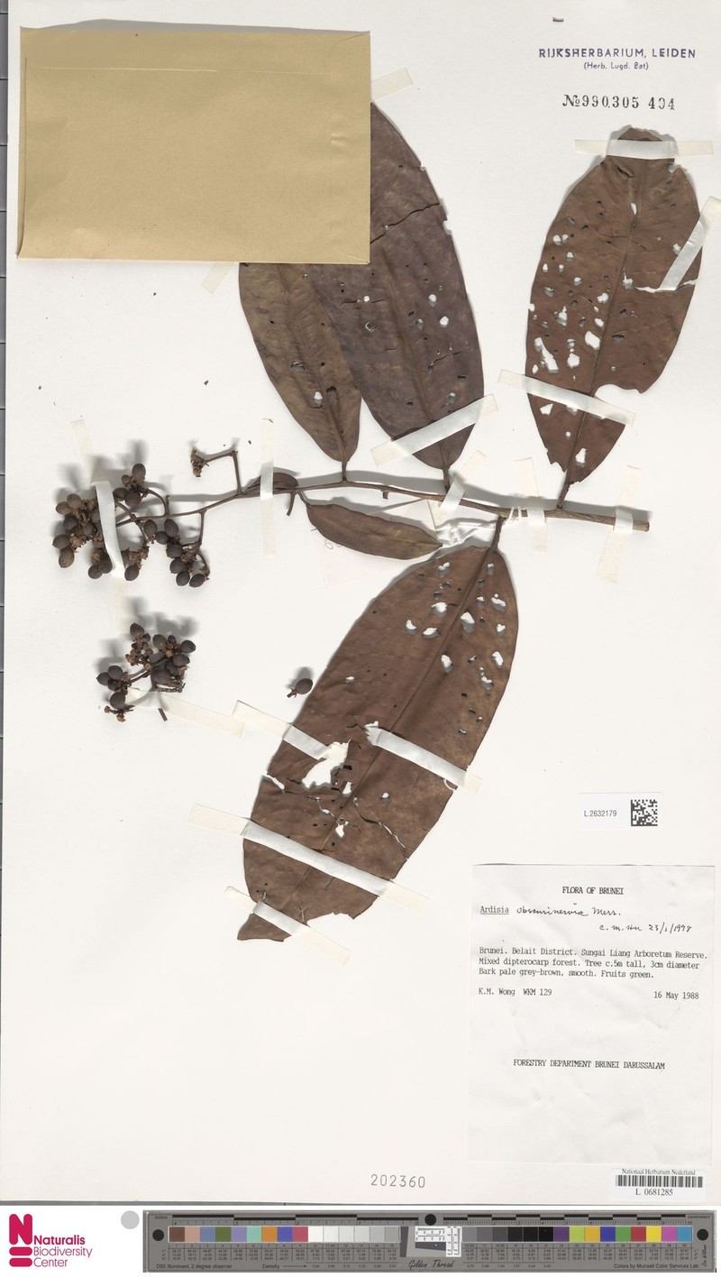 Ardisia obscurinervia photo 7