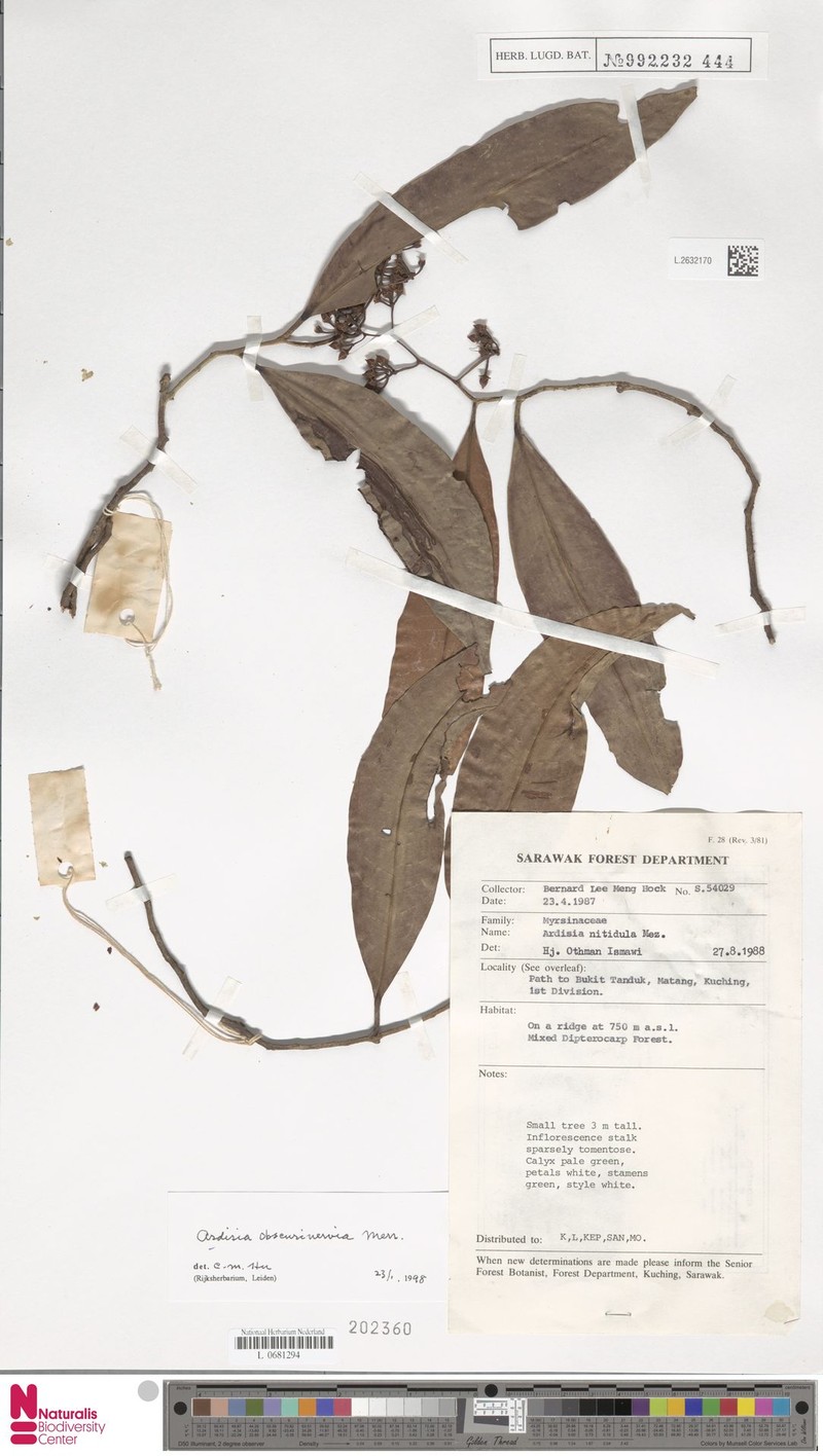 Ardisia obscurinervia photo 8