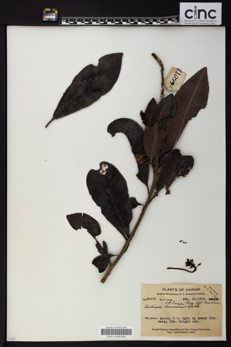 Ardisia obtusa