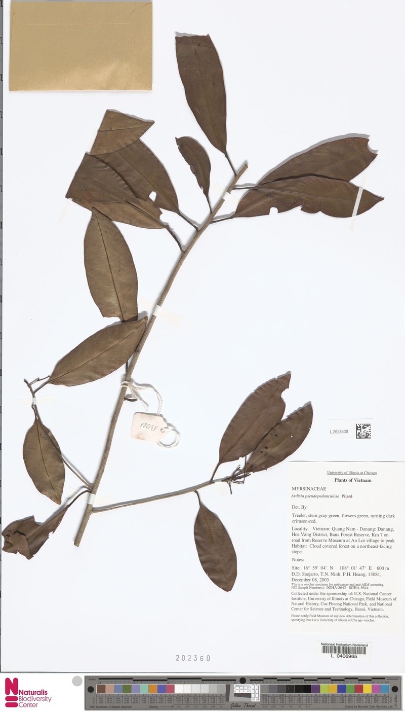 Ardisia obtusa photo 2