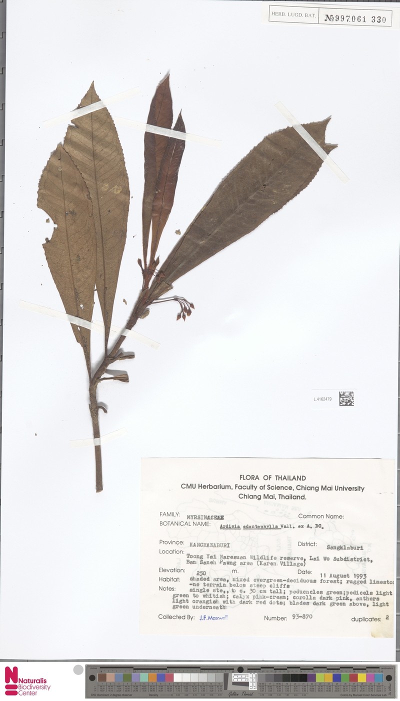 Ardisia odontophylla