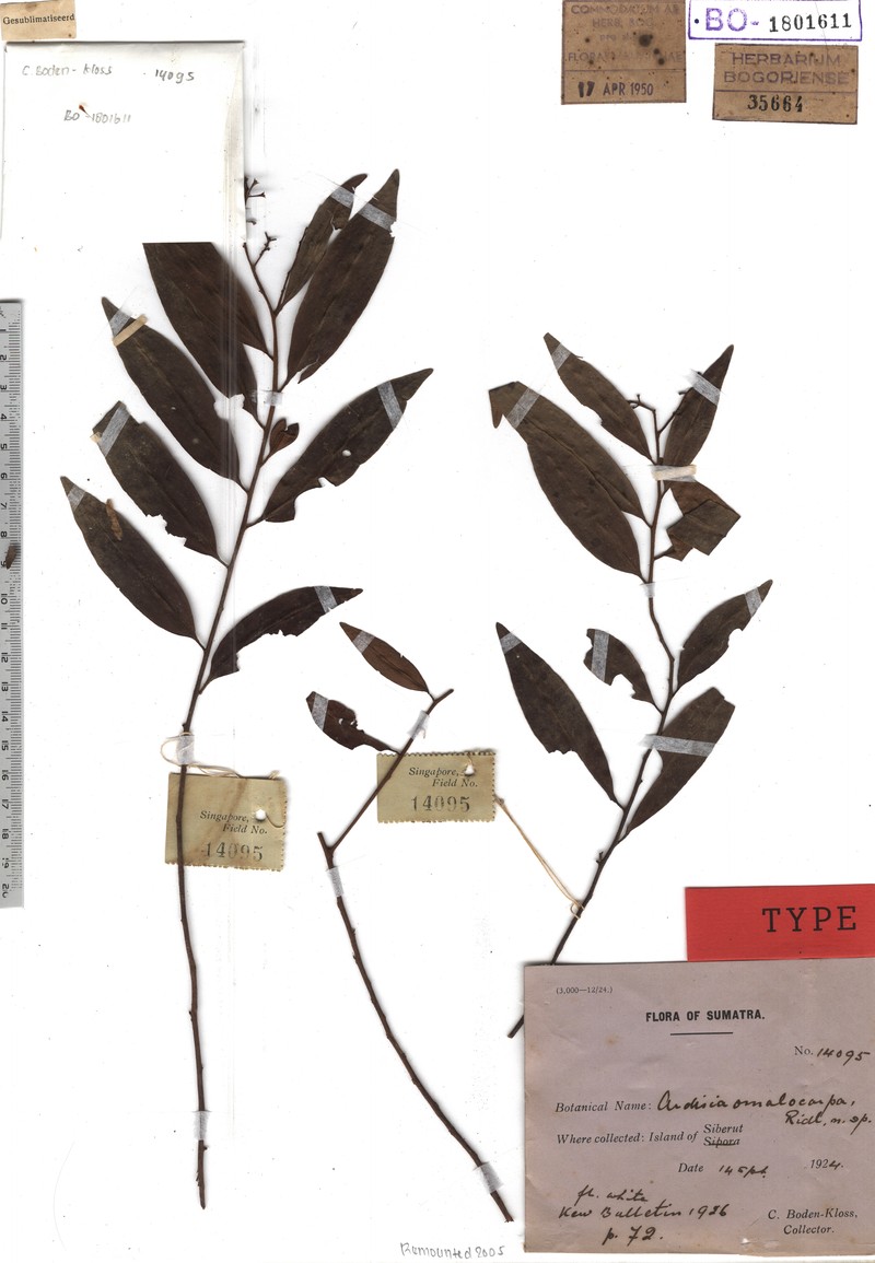 Ardisia omalocarpa
