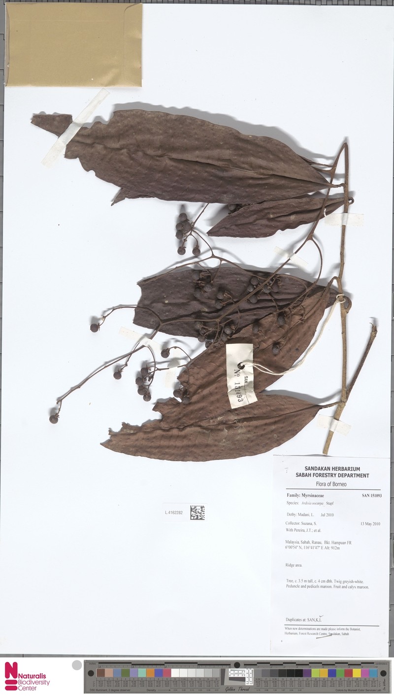 Ardisia oocarpa