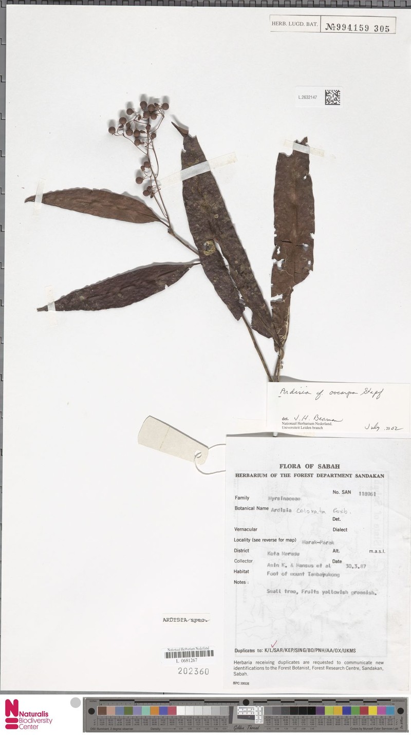 Ardisia oocarpa photo 2