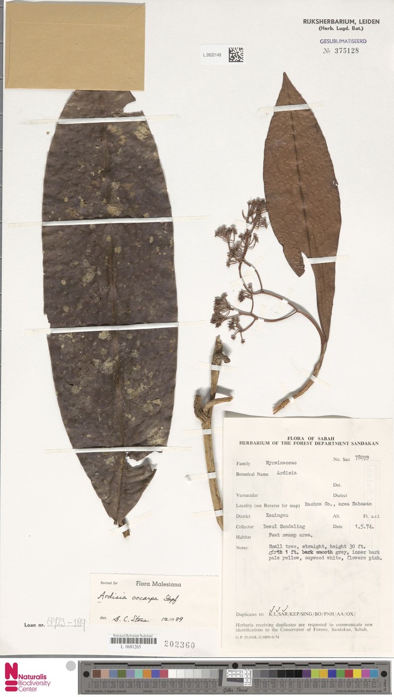 Ardisia oocarpa photo 3