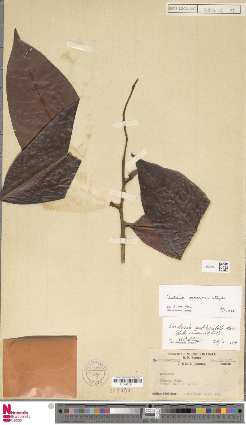 Ardisia oocarpa photo 4