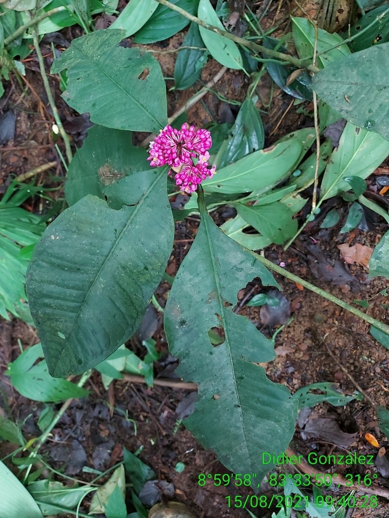 Ardisia opegrapha