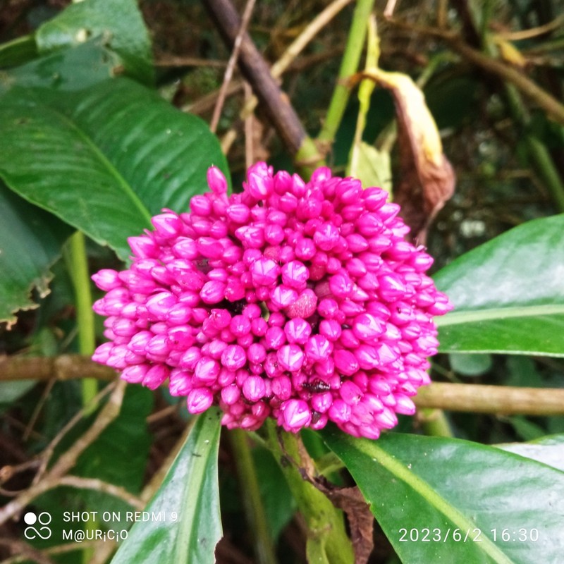 Ardisia opegrapha photo 2