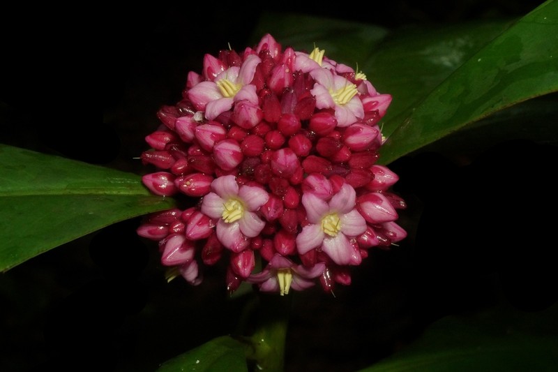 Ardisia opegrapha photo 3