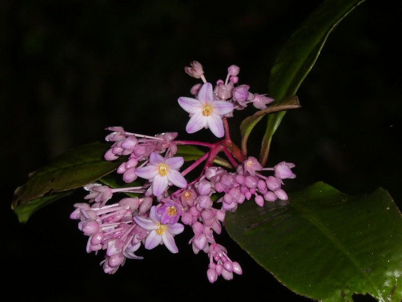 Ardisia opegrapha photo 4