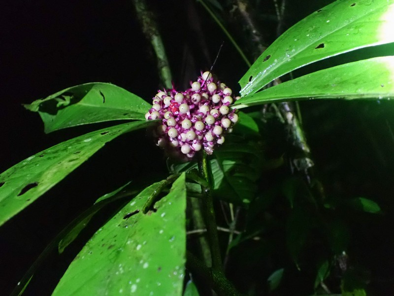 Ardisia opegrapha photo 5
