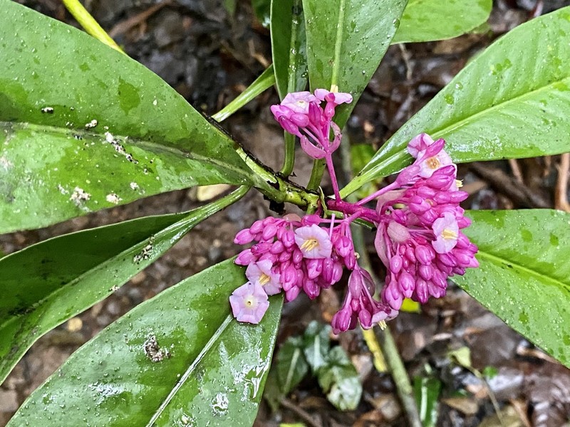 Ardisia opegrapha photo 6