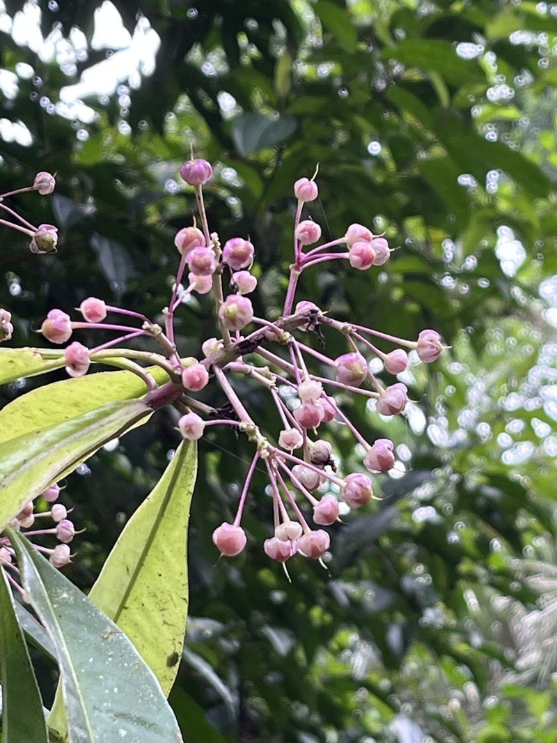 Ardisia opegrapha photo 7