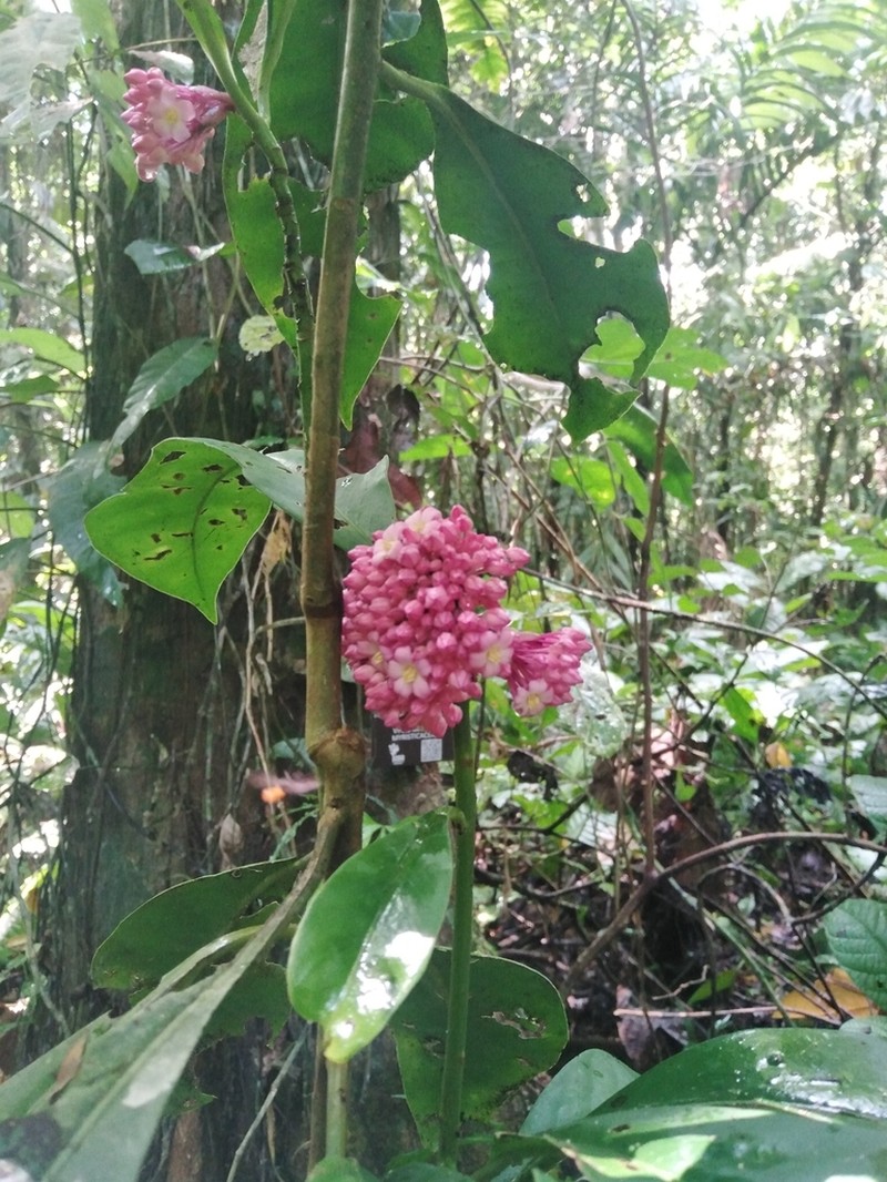 Ardisia opegrapha photo 8