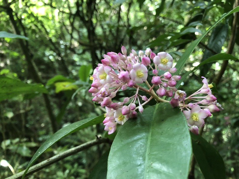 Ardisia opegrapha subsp. opegrapha