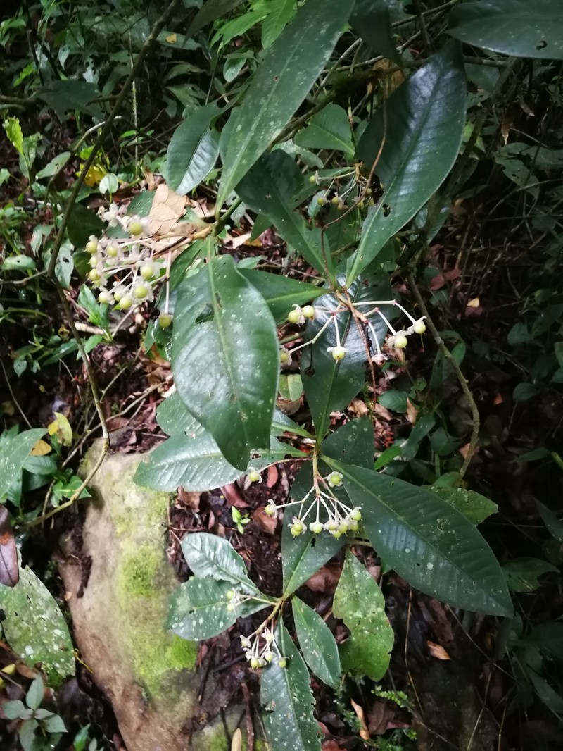 Ardisia opegrapha subsp. opegrapha photo 2