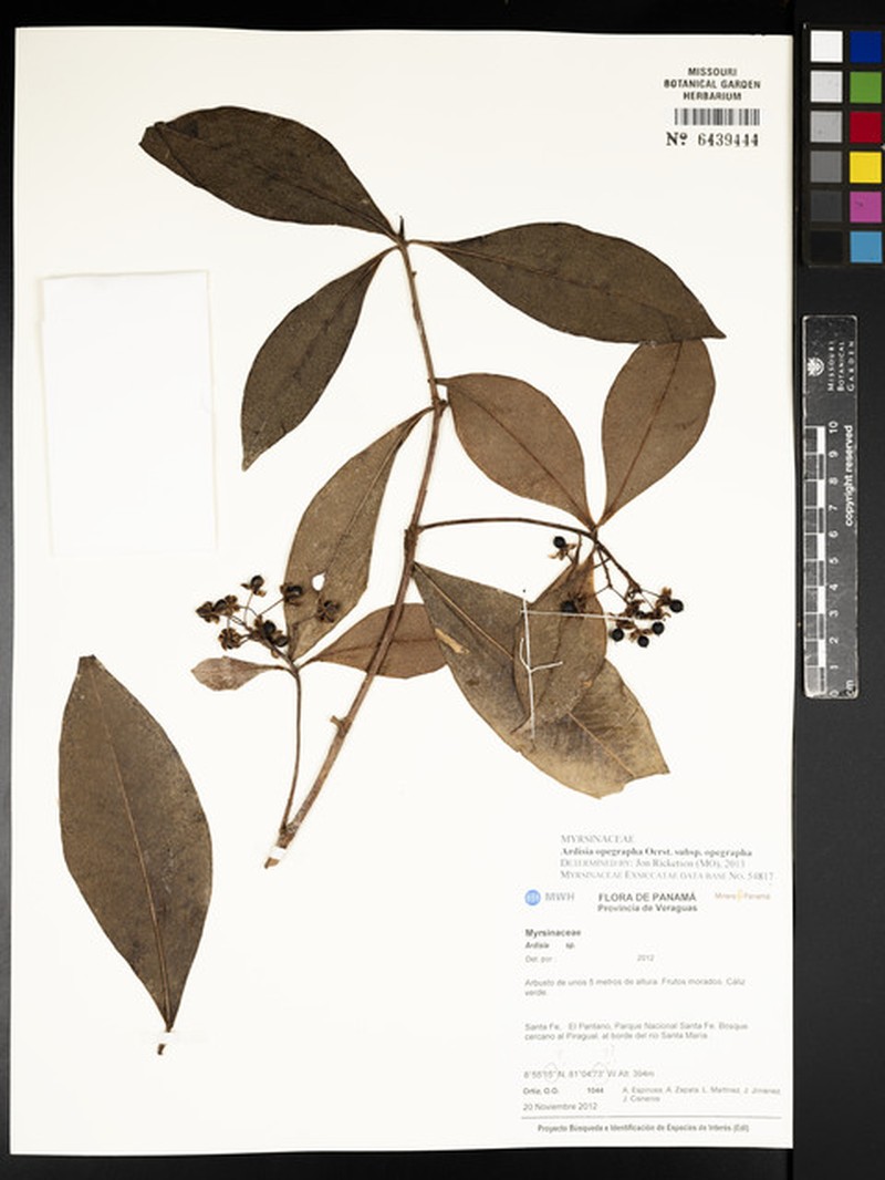 Ardisia opegrapha subsp. opegrapha photo 3