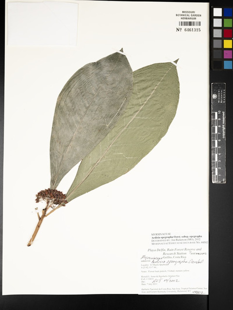 Ardisia opegrapha subsp. opegrapha photo 4