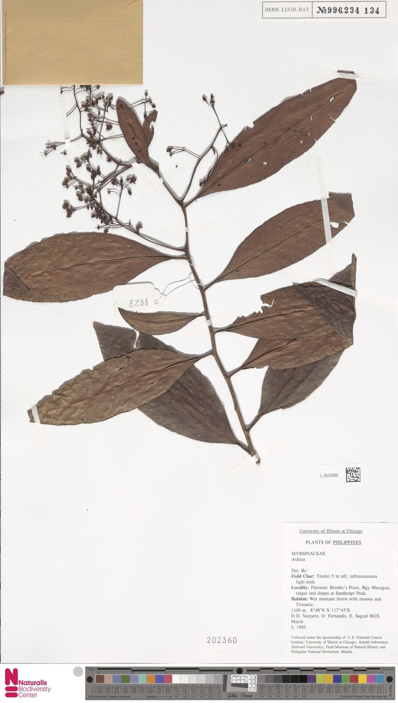 Ardisia oreophila