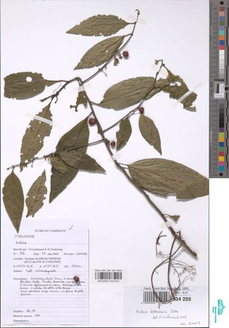 Ardisia ototomoensis