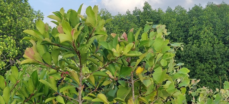 Ardisia oxyphylla photo 2