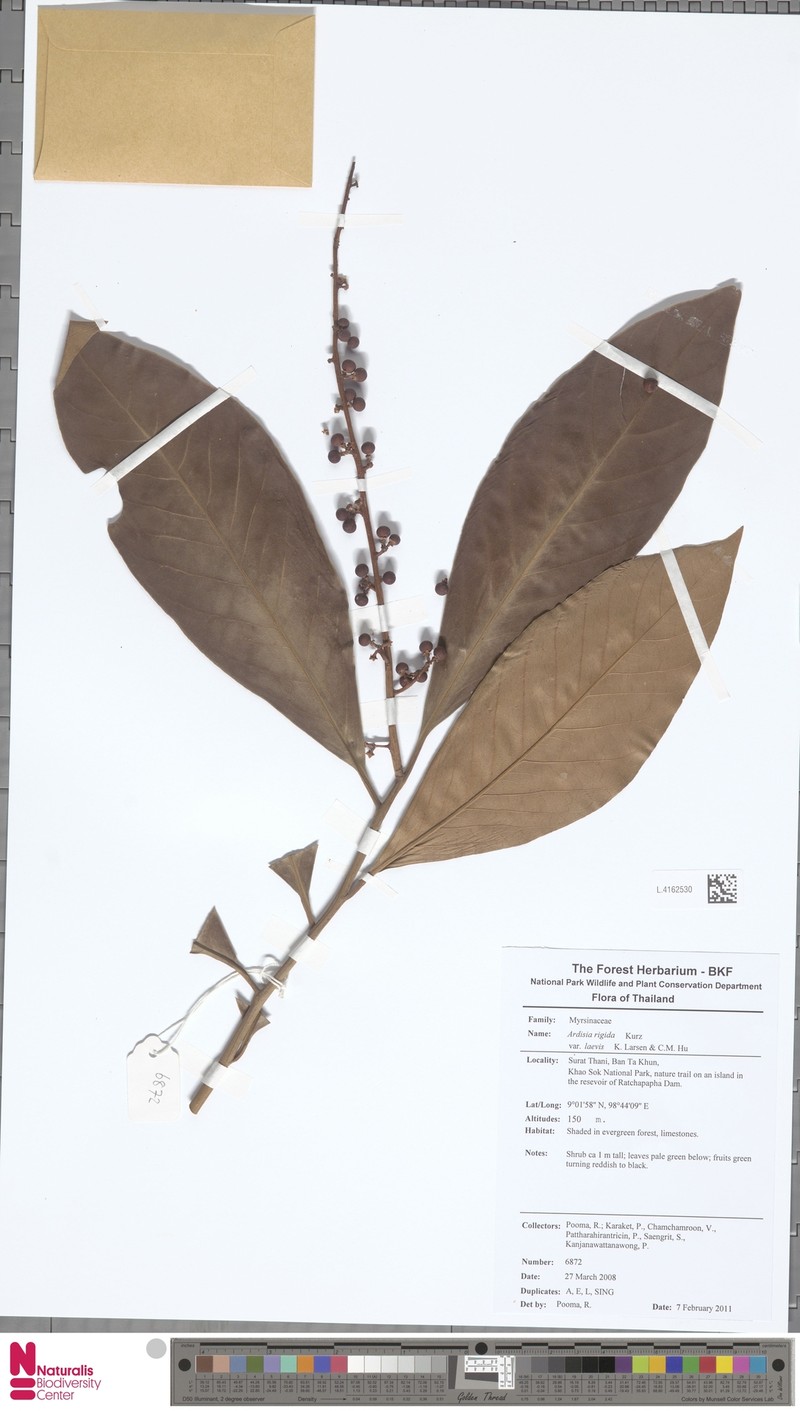 Ardisia oxystemon