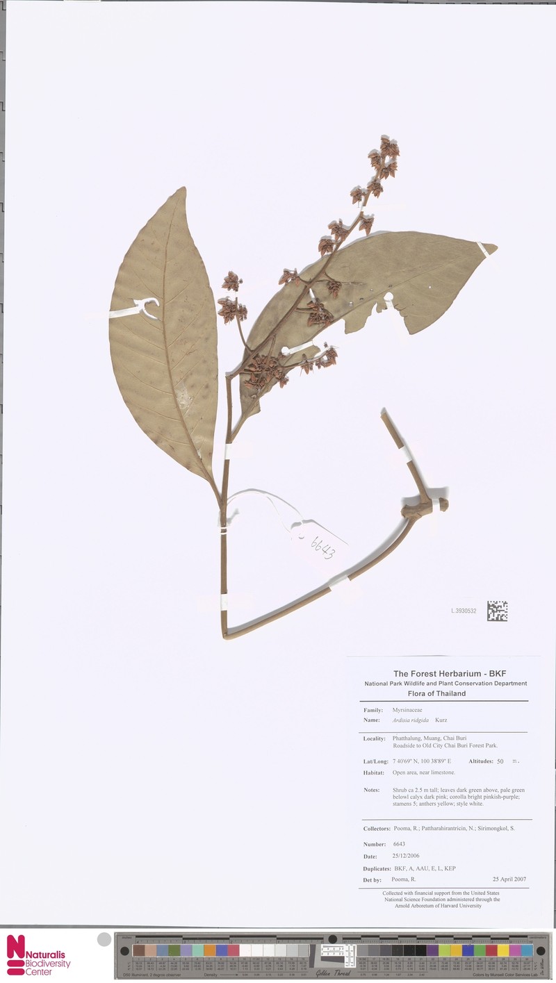 Ardisia oxystemon photo 2
