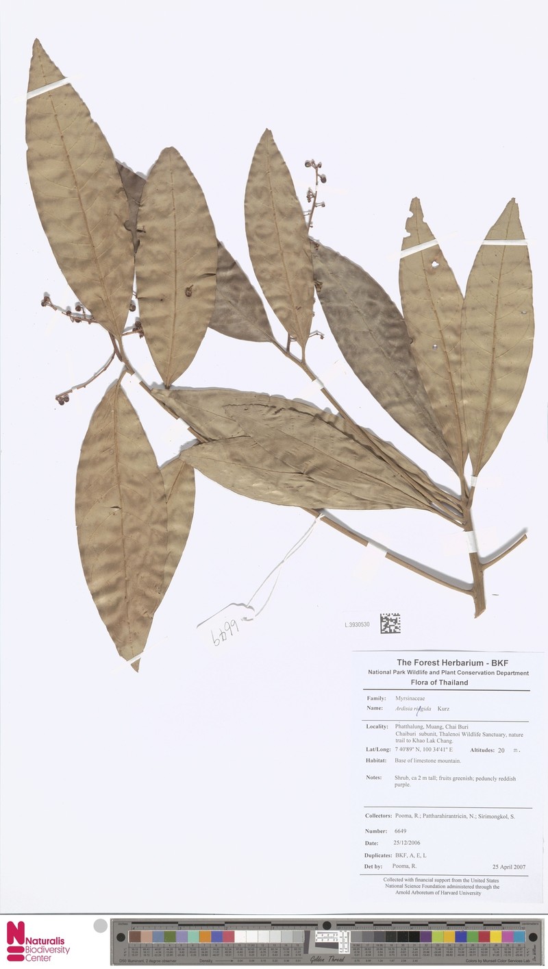 Ardisia oxystemon photo 3