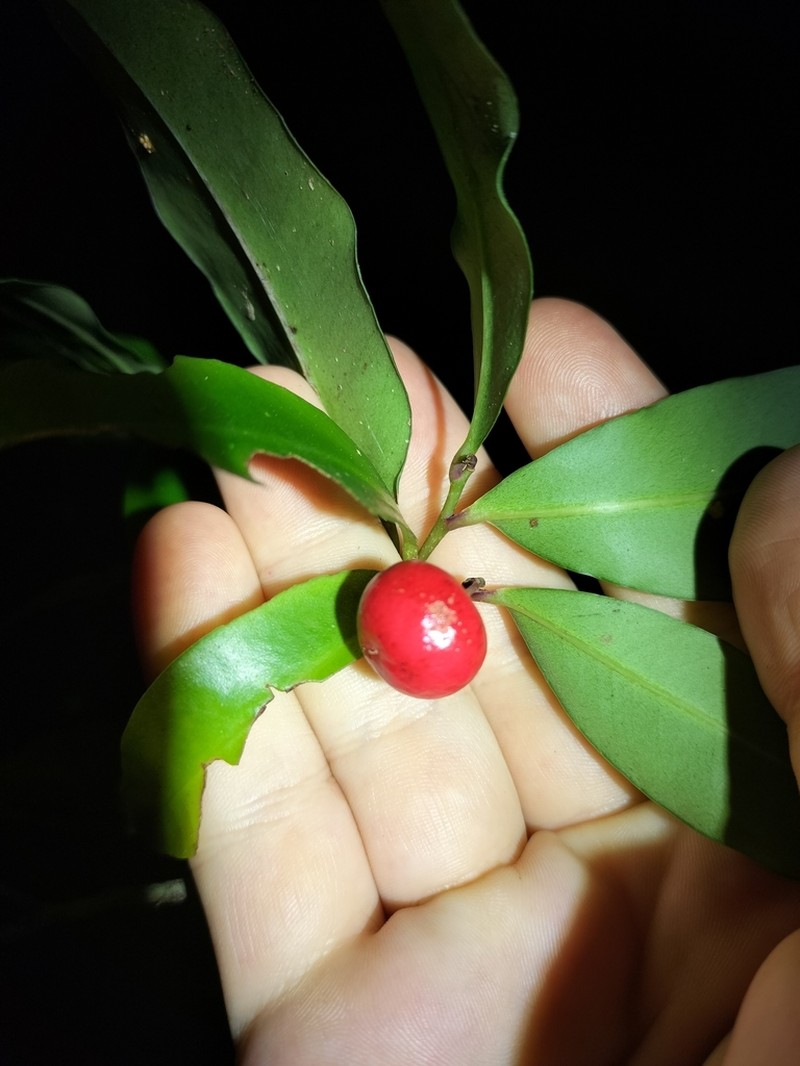 Ardisia pachyrhachis photo 2