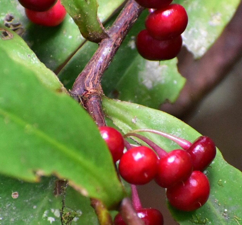 Ardisia pachyrhachis photo 3