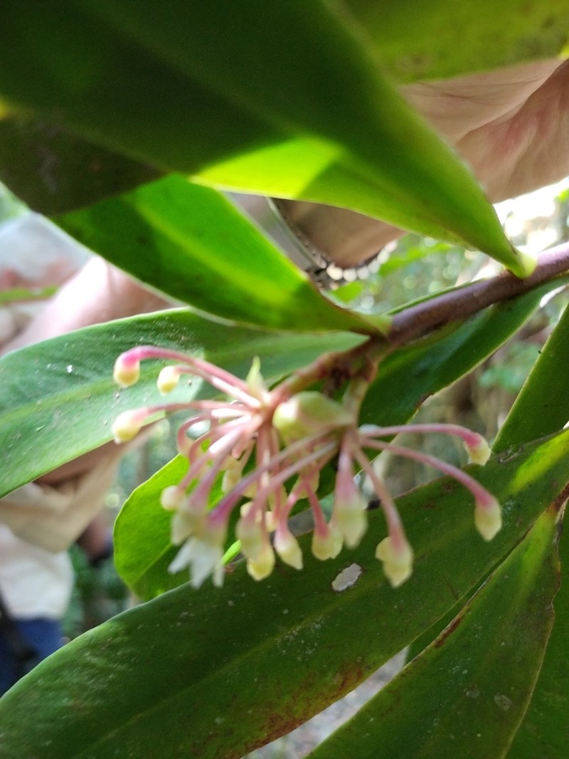 Ardisia pachyrhachis photo 4