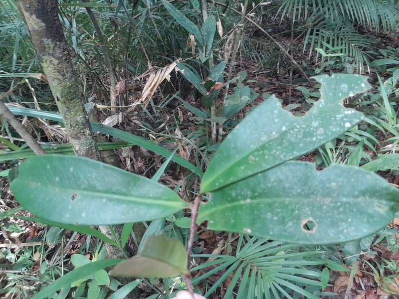 Ardisia pachyrhachis photo 6